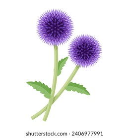 Vector illustration, Echinops, commonly known as globe thistle, isolated on white background.