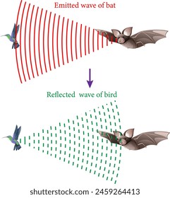 Ilustración vectorial del sistema de ecolocalización