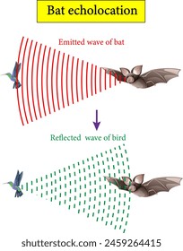 Vector illustration of echolocation system