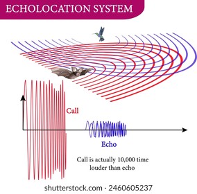 Vector illustration of echolocation system