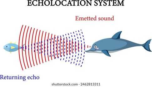 Vector illustration of echolocation system