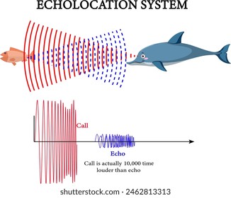 Vector illustration of echolocation system