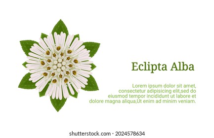 Ilustración vectorial, Eclipta Alba, Eclipta Prostrata o Bhringraj, también conocida como Falso Daisy, aislada de fondo blanco, planta medicinal vegetal eficaz en medicina ayurvédica.