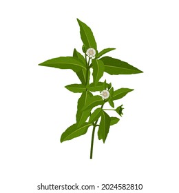 Ilustración vectorial, Eclipta Alba, Eclipta Prostrata o Bhringraj, también conocida como Falso Daisy, aislada de fondo blanco, planta medicinal vegetal eficaz en medicina ayurvédica.