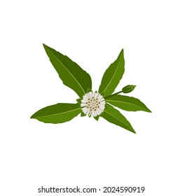 Vector illustration, Eclipta Alba, Eclipta Prostrata or Bhringraj, also known as False Daisy, isolated on white background, herbal medicinal plant effective in Ayurvedic medicine.