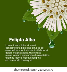 Vector illustration, Eclipta Alba, Eclipta Prostrata or Bhringraj, also known as False Daisy, with fresh morning dew, herbal medicinal plant effective in Ayurvedic medicine. svg