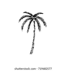 Vector illustration of eco realistic black silhouettes tropical palm trees isolated on white background, hand drawn sketch