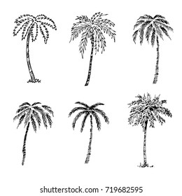 Vector illustration of eco realistic black silhouettes tropical palm trees isolated on white background, hand drawn sketch