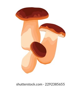 Vector illustration of edible fungi. Pleurotus or boletus eryngii mushroom for vegetarian food. Full of protein