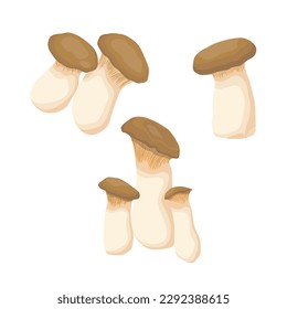 Vector illustration of edible fungi. Raw king oyster mushroom ripe, whole and slice, ready for cooking. Vegetarian food, full of protein