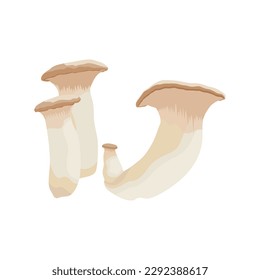 Vector illustration of edible fungi. Raw king oyster mushroom ripe, whole and slice, ready for cooking. Vegetarian food, full of protein