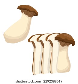 Vector illustration of edible fungi. Raw king oyster mushroom ripe, whole and slice, ready for cooking. Vegetarian food, full of protein