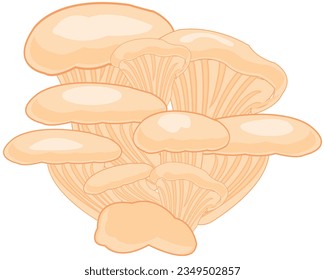 Vector illustration of the edible mushroom oyster mushrooms