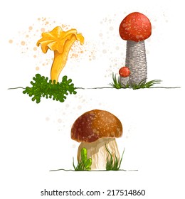 A vector illustration of edible mushrooms. Set.