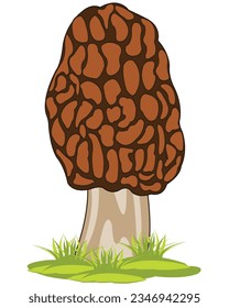 Vector illustration edible and tasty mushroom morel in herb