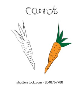 Ilustración vectorial de la tarjeta educativa con zanahoria. Libro de Colores para niños. Hortalizas del otoño