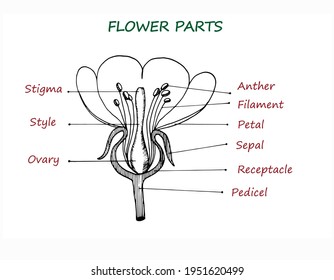 Vector illustration of the educational scheme of flower parts. Biological contour diagram of a flower. A cross-section of the plant with ovary, pistil, sepal, flower, petals and stamens is shown.