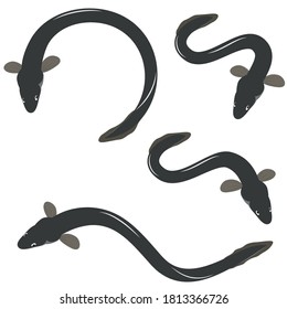 Vector illustration of eel set of 4 patterns