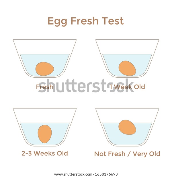 卵の鮮度検査のベクターイラスト 安全のために水で卵を試験する方法を教える プロジェクト用の簡単な卵の浮体テストインフォグラフィック のベクター画像素材 ロイヤリティフリー