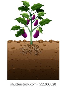 Vector illustration of Eggplant plant with root underground illustration