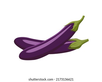 Vector illustration, eggplant or Solanum melongena, isolated on white background, farm produce design.