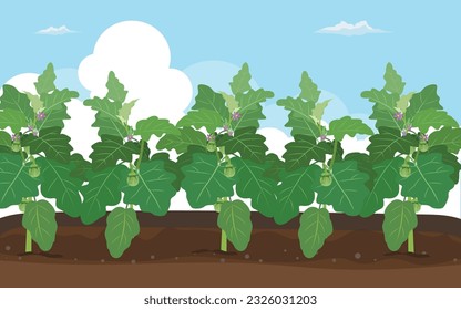 vector illustration eggplant vegetable garden organic vegetables