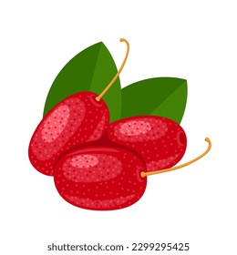 Vector illustration, Elaeagnus multiflora, also called elaeagnus cherry, silverberry cherry, goumi, gumi, or natsugumi, isolated on white background.