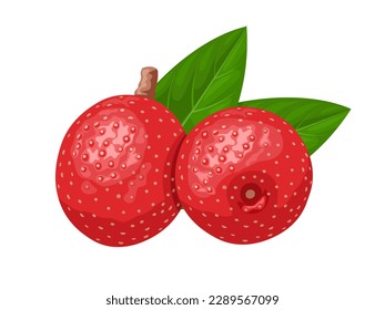 Vector illustration, Elaeagnus umbellata known as Japanese silverberry, oleaster umbellata, autumn olive, autumn elaeagnus, or oleaster, isolated on white background.