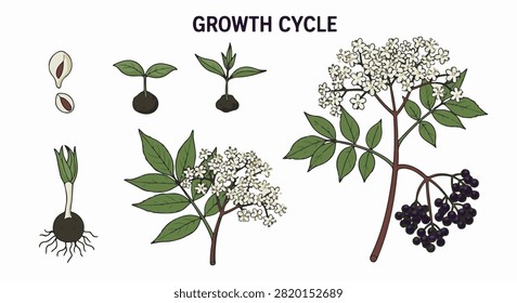 Vector illustration of the elderberry (Sambucus nigra) growth cycle showing seeds, germinating seedling with roots, flowering branch with white blossoms, and mature berries.