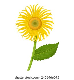 Vector illustration, Elecampane or Inula helenium flower, isolated on white background.