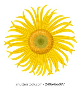 Ilustración vectorial, Elecampano o Flor Inula helenium, aislada en fondo blanco.