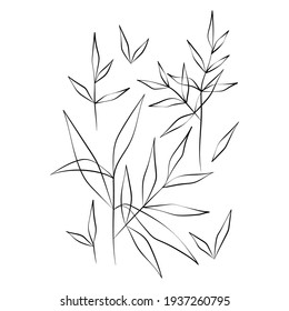Vector Illustration of Elegant Botanical Line Art. Good for Cover, Poster, Card, and other.