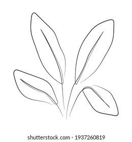 Ilustración vectorial del elegante arte de la línea botánica. Buena para cubierta, afiche, tarjeta y otros.