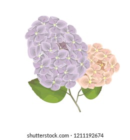 Vector illustration. Elements for design. A branch of hydrangea.