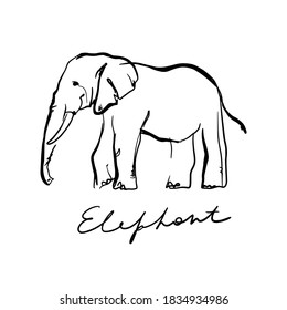 Vector illustration of elephant doodle on white background. Emblem of elephant with type.