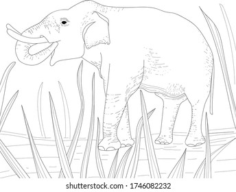 vector illustration, elephant drawn by hand, sketch. Animals in nature