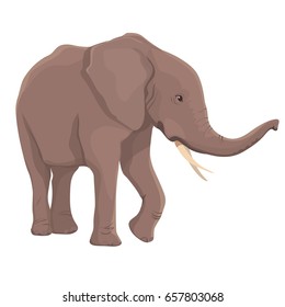 Vector Illustration Elephant Isolated