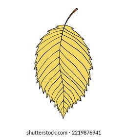 Vector illustration of elm leaf isolated on white background. Cartoon style