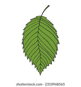 Vector illustration of elm leaf isolated on white background. Cartoon style