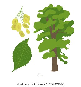 Vector illustration of Elm tree and its parts. 