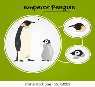 Vector illustration Emperor penguin in flat style