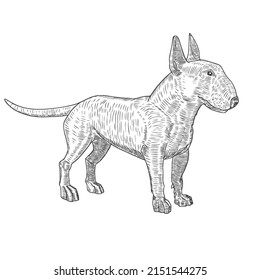 Vector Illustration English Bull Terrier Sketch Stock Vector (Royalty