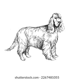 Vector illustration of an English Cocker spaniel isolated on a white background. Sketch with a pet in the style of engraving. A breed of dog for hunting.