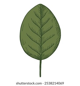 Ilustración vectorial con hoja de tabaco fragante grabada. Dibujado a mano boceto botánico con hierba fragante, hierba humeante para imprimir, papel, embalaje, tarjeta, etiqueta, diseño, logotipo, signo