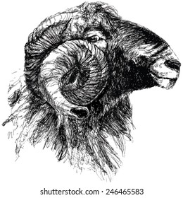 Vector illustration of engraved ram head isolated on white background. Realistic horned animal quill drawing.