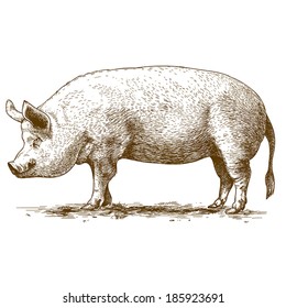 vector illustration of engraving big hog on white background