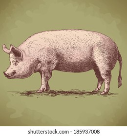 vector illustration of engraving big hog on white background