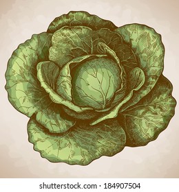 vector illustration of engraving cabbage on white background