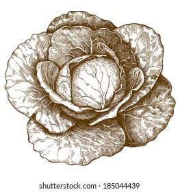 vector illustration of engraving cabbage on white background