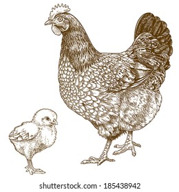 vector illustration of engraving chicken and chick on white background 